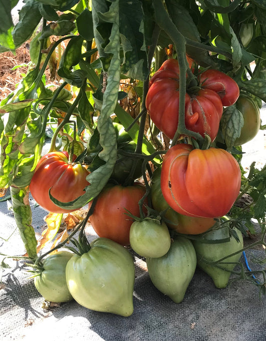 Tomate Coeur de Boeuf