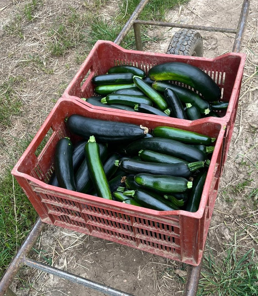 Courgette