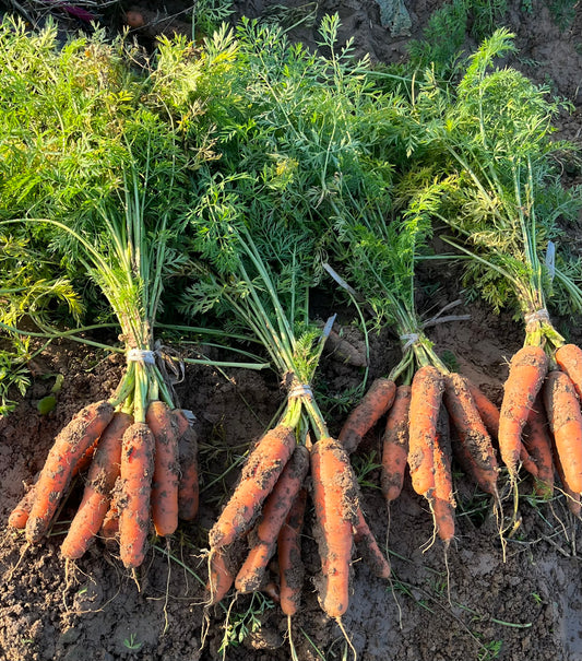 Carotte Botte