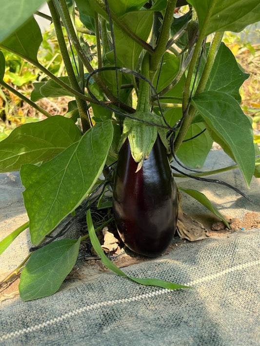 Aubergine