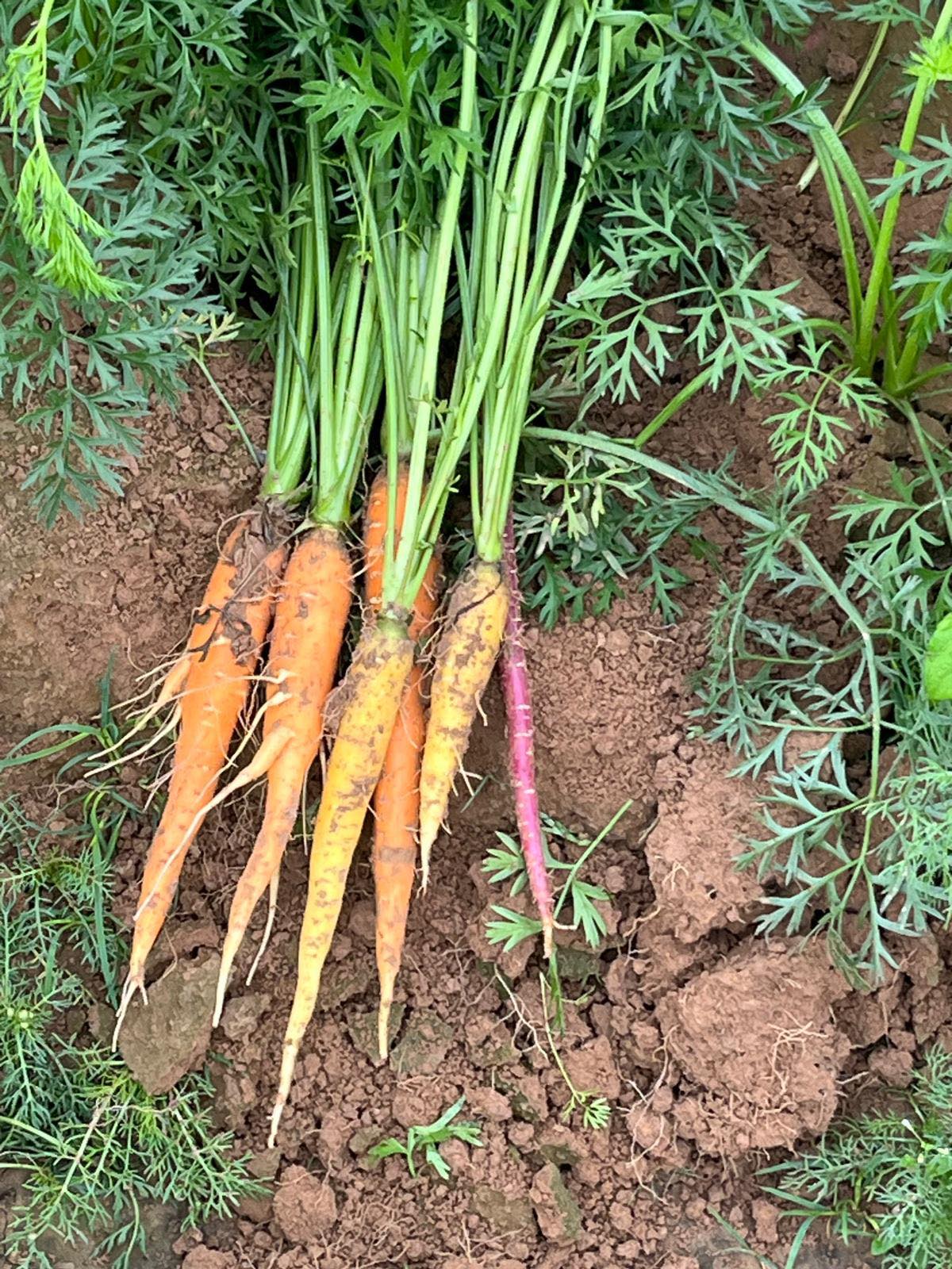 Carottes Botte de Couleur