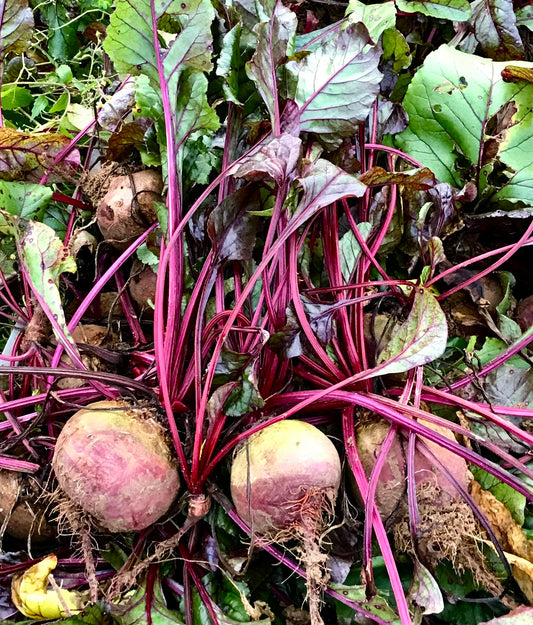 Betterave Crue Classique