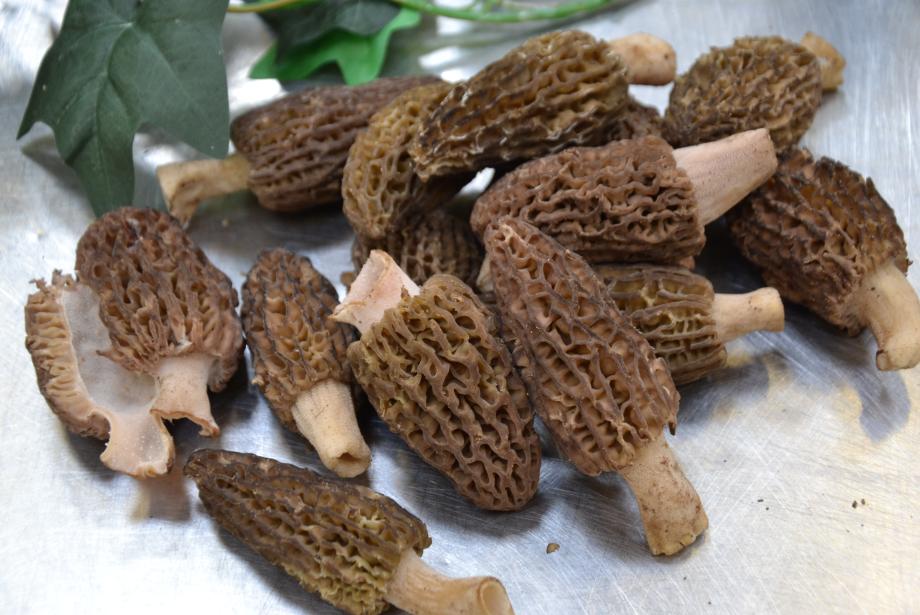 Morilles Fraîches