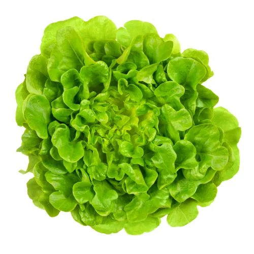 Laitue - Feuille de Chêne Blonde