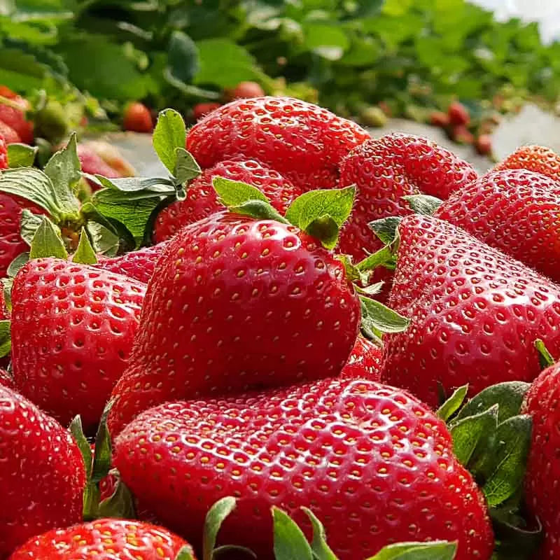 Fraise Magnum