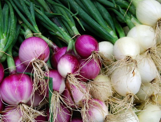 Oignons Botte Mélange Blanc et Rouge