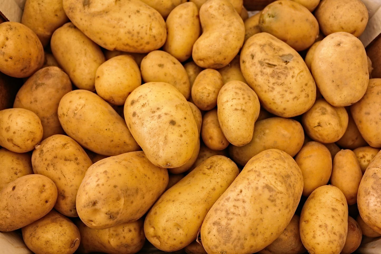 Pomme de Terre Elodie, Pièce