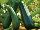 Courgettes Longue du Midi, Pièce