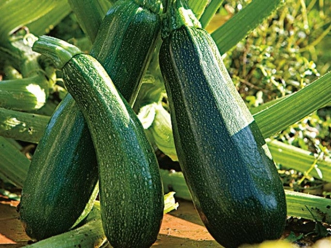 Courgettes Longue du Midi (≈ 500 g)