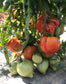 Tomate Coeur de Boeuf