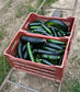 Courgette