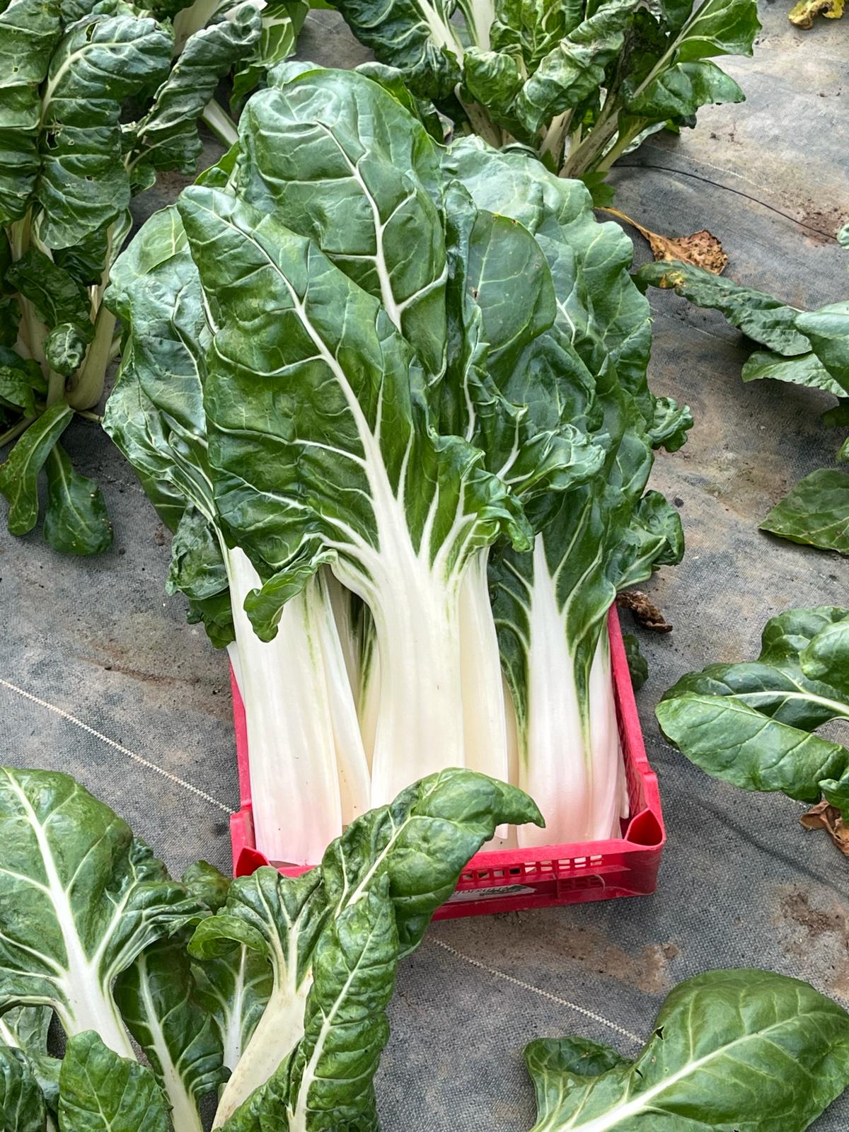 Blette (≈ 500 g)