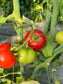 Tomate Ronde Cobra