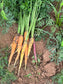 Carotte Couleur Vrac
