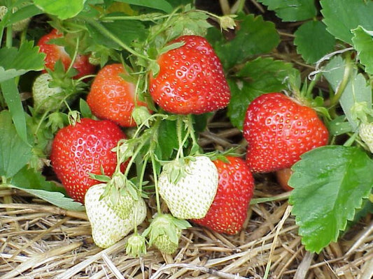 Fraise Monts du Lyonnais  (500 g)