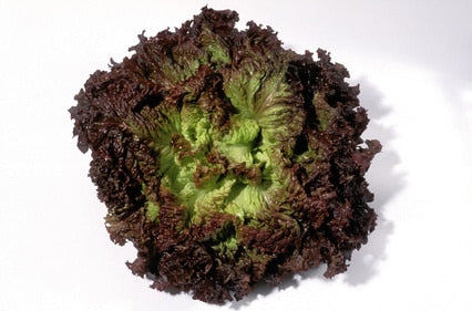 Salade Batavia