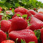 Fraise Magnum