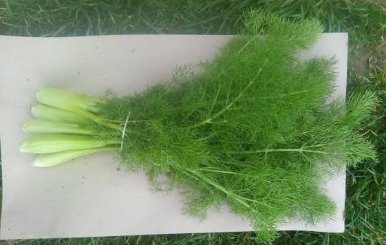 Feuille de fenouil
