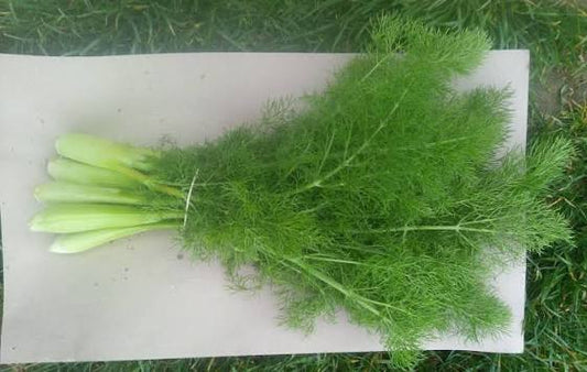 Feuille de fenouil