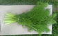 Feuille de fenouil