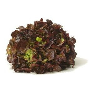 Salade Feuille de Chêne