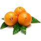 Orange Feuille "NewHall"  Très Sucrée