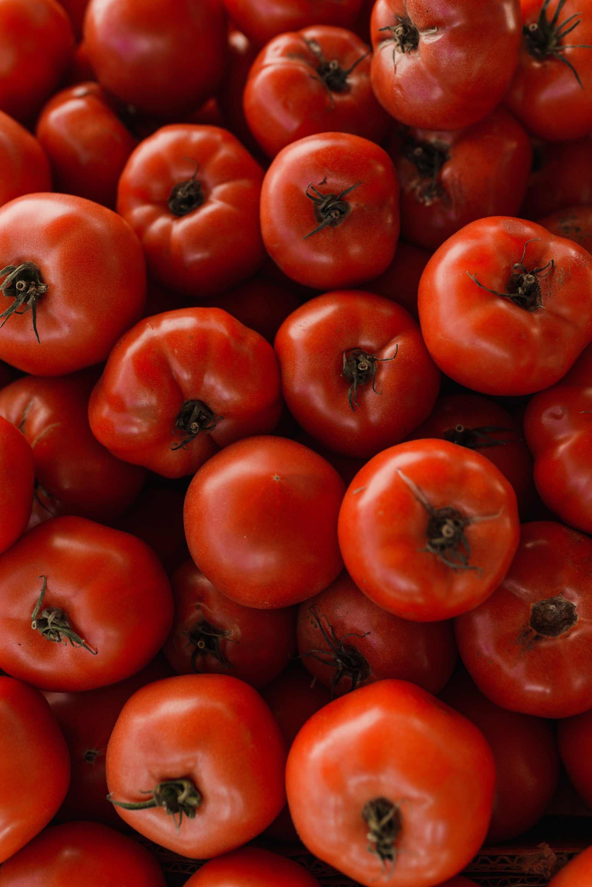 Tomates "Charnues" à Farcir - Charcuterie Père Anselme