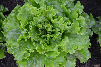 Salade Batavia